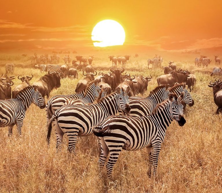 Serengeti Safari